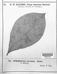 Sphaerella convexula image